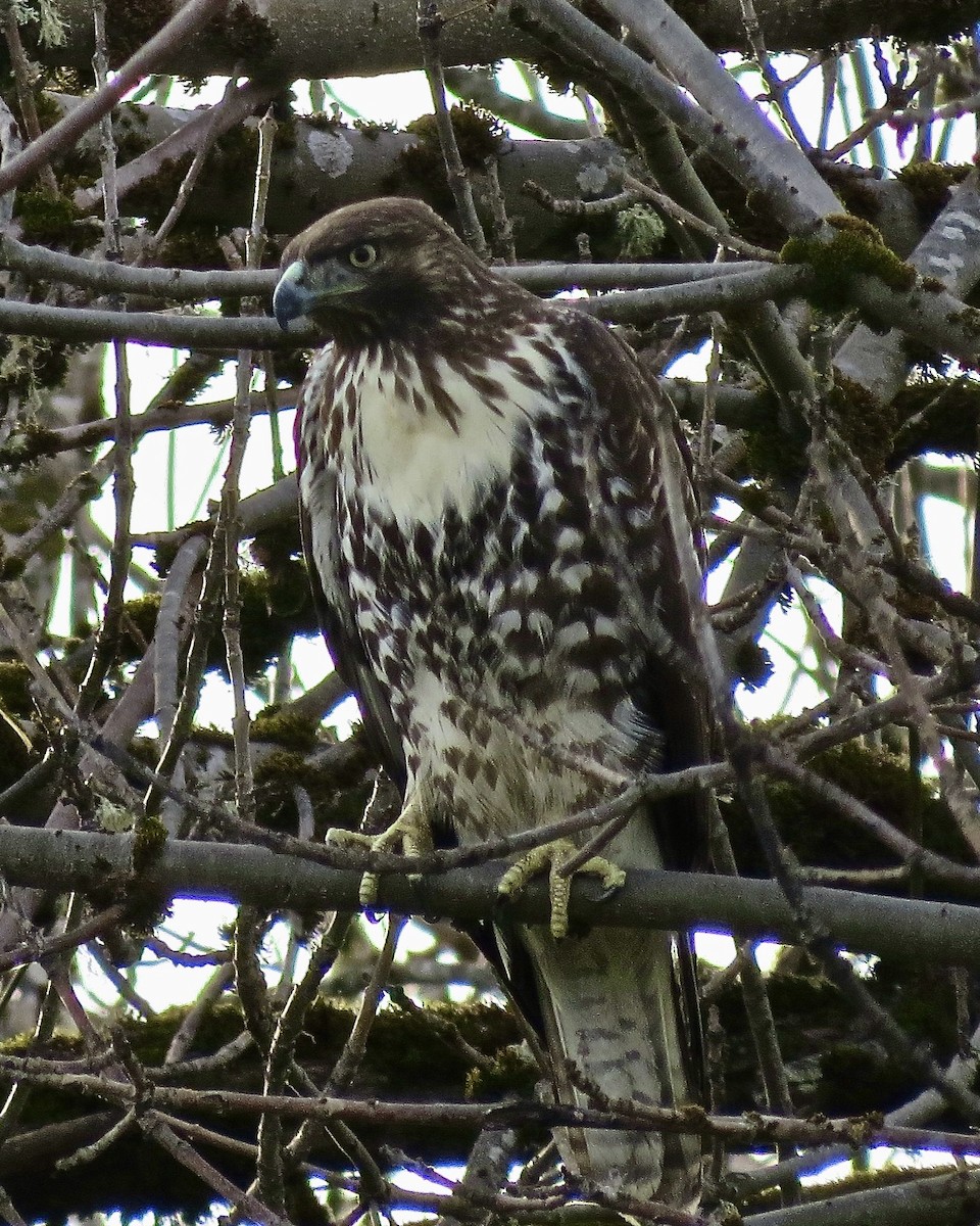 Red-tailed Hawk - ML610253078