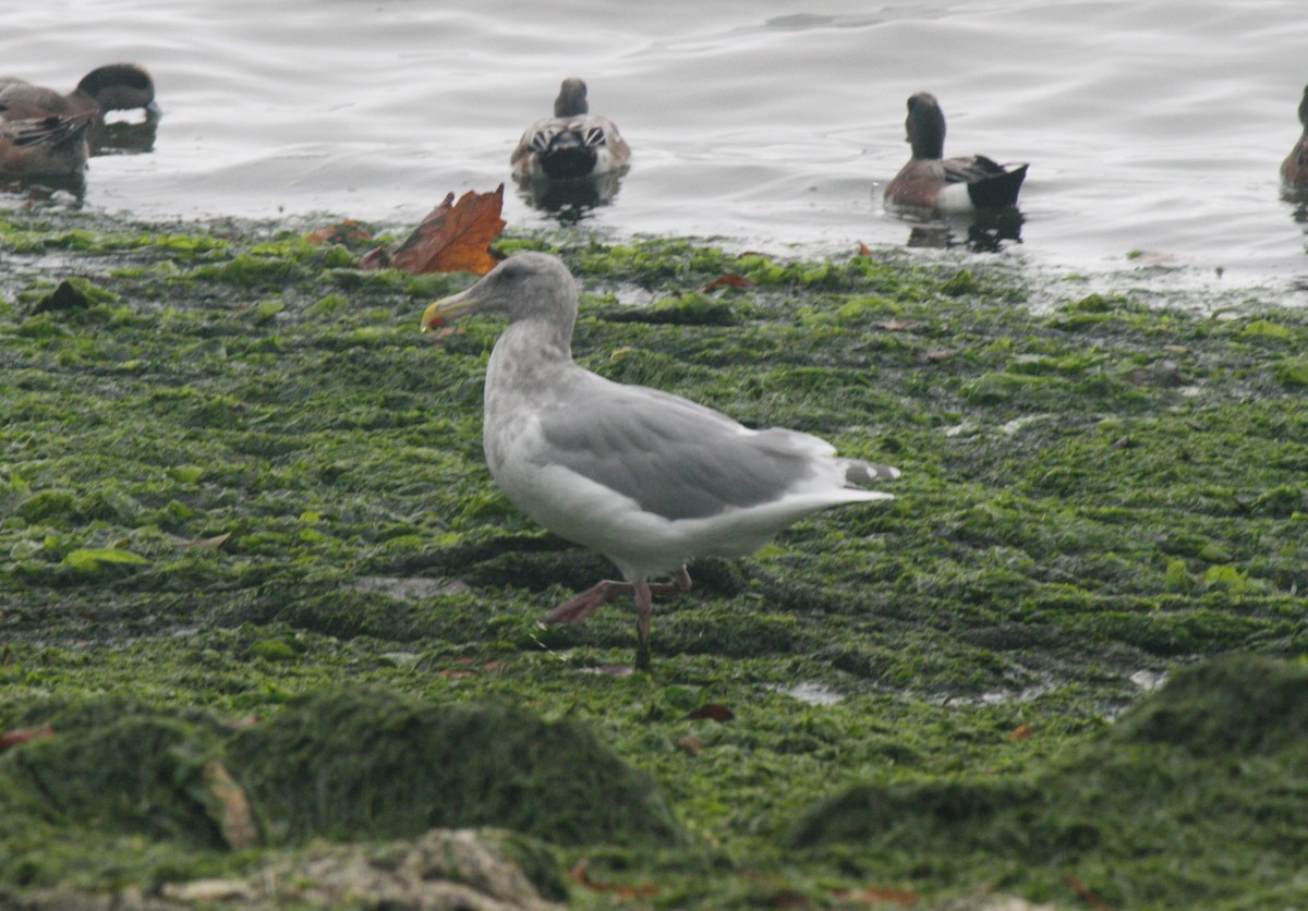 Glaucous-winged Gull - Samuel Hain