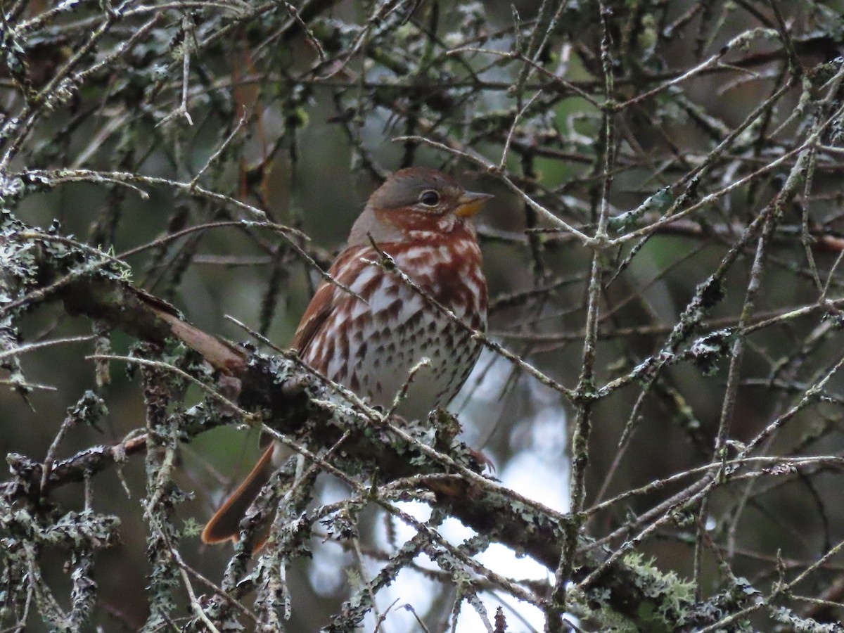 Fox Sparrow - ML610253169