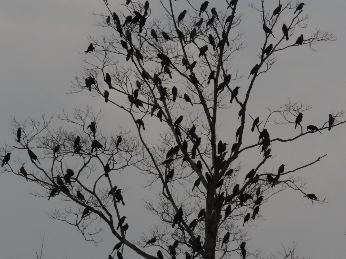 Common Grackle - ML610253213