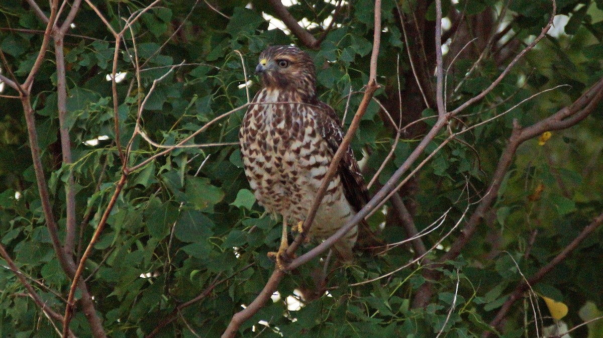 Red-shouldered Hawk - ML610253222