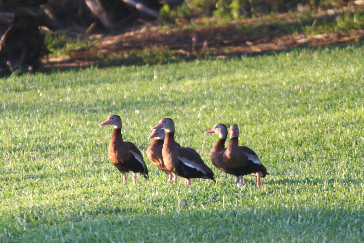 Black-bellied Whistling-Duck - ML610253228