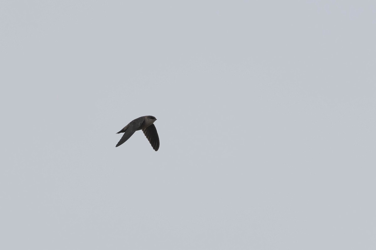 Vaux's Swift - ML610253231