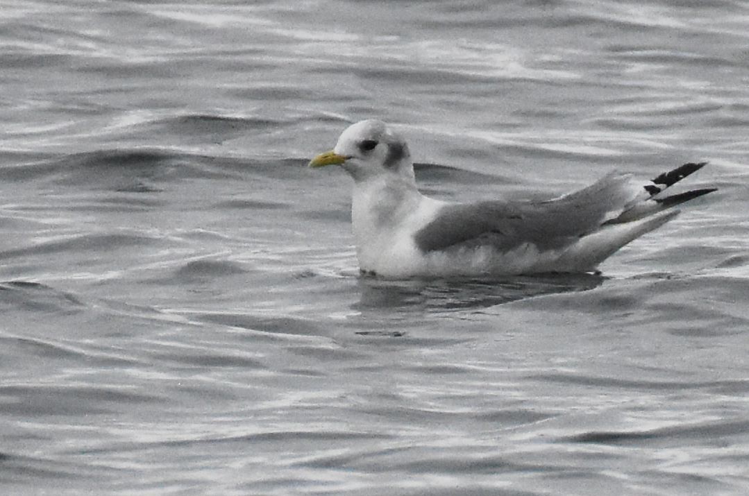 Mouette tridactyle - ML610253255