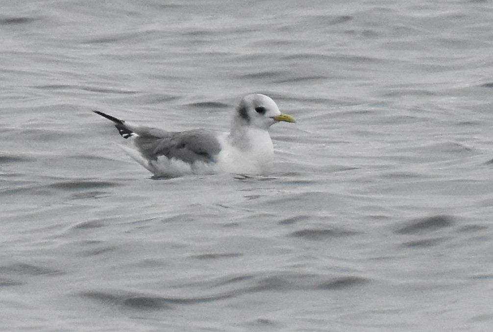 Mouette tridactyle - ML610253256