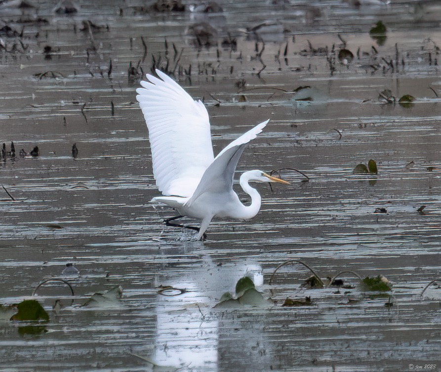 Great Egret - Carl & Judi Manning