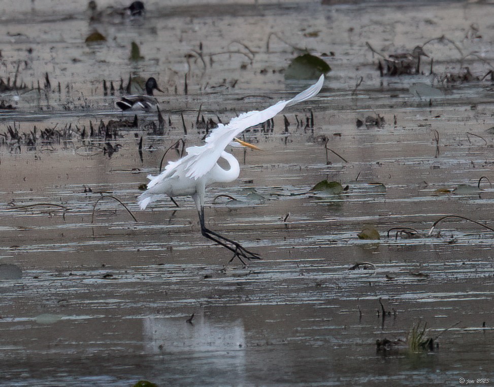 Great Egret - Carl & Judi Manning