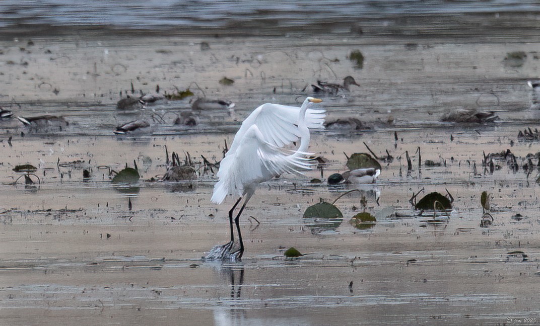 Great Egret - Carl & Judi Manning