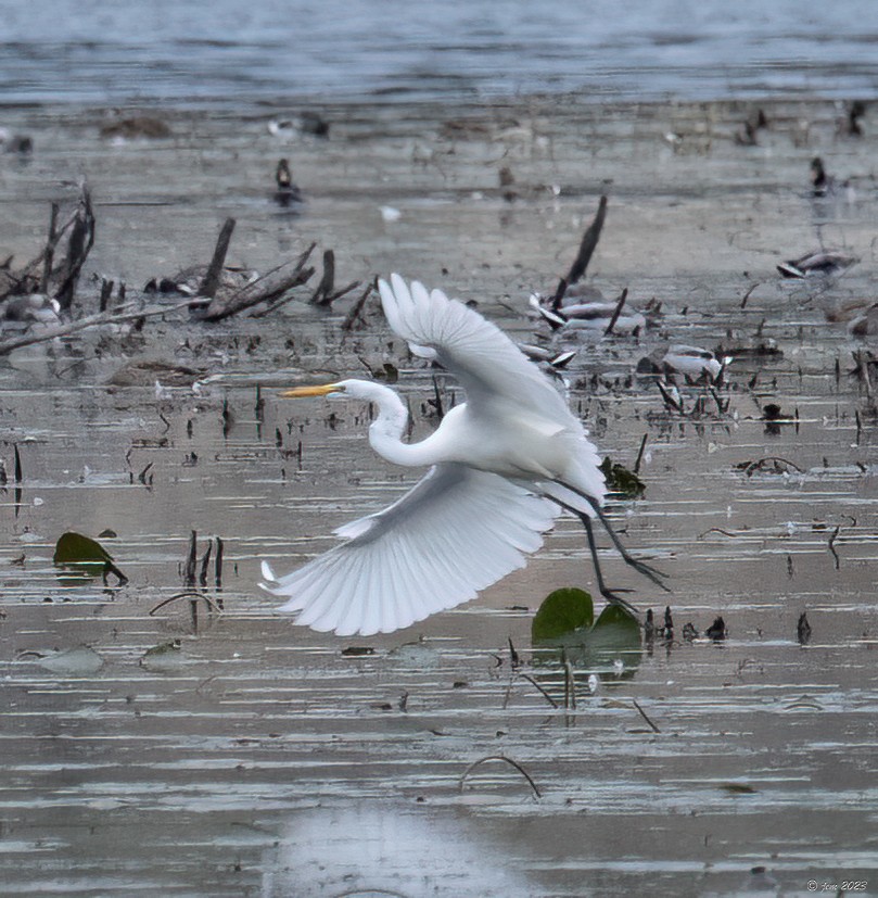 Great Egret - Carl & Judi Manning