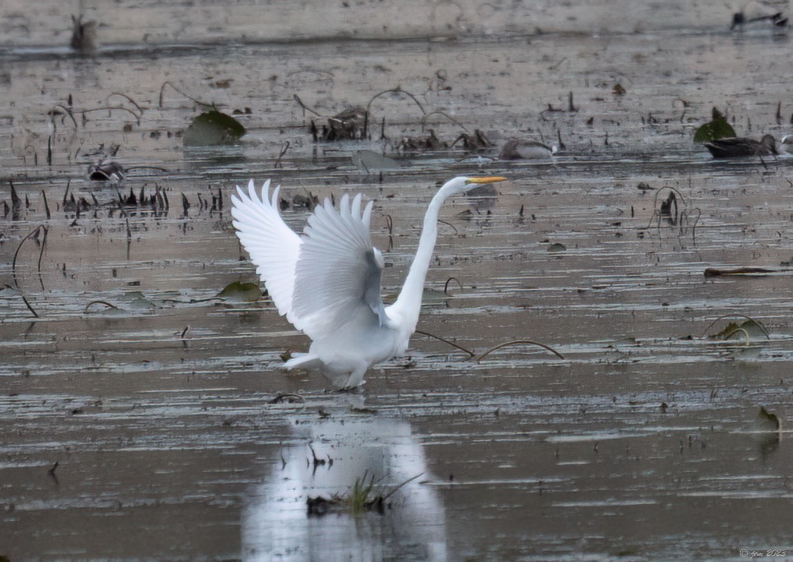 Great Egret - Carl & Judi Manning