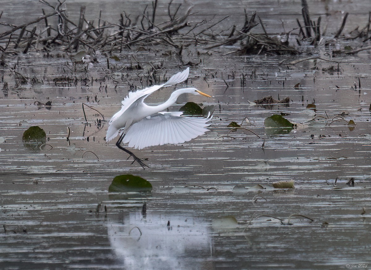 Great Egret - ML610253267