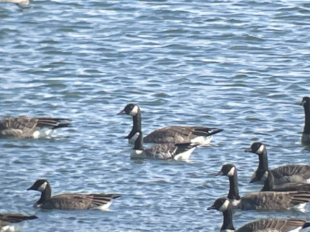 Cackling Goose (Richardson's) - ML610253296