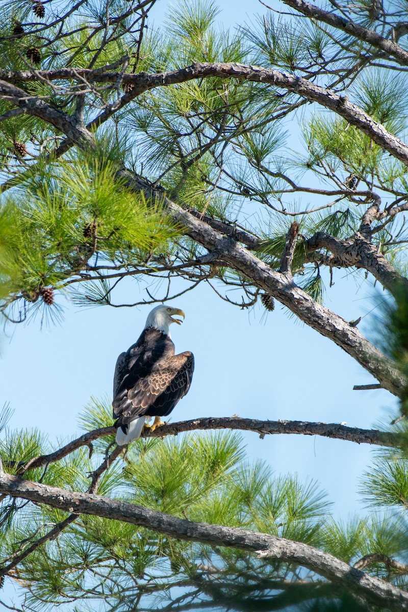 Weißkopf-Seeadler - ML610253313