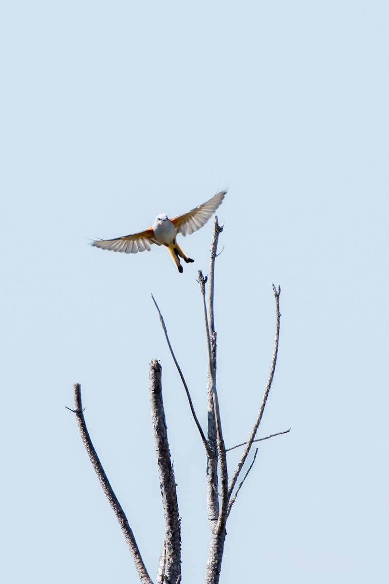 Scissor-tailed Flycatcher - Jon Wilson