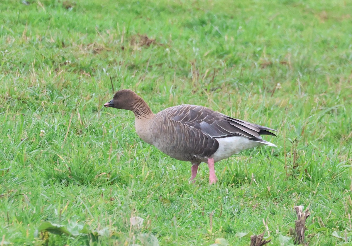 Pink-footed Goose - Ken McKenna