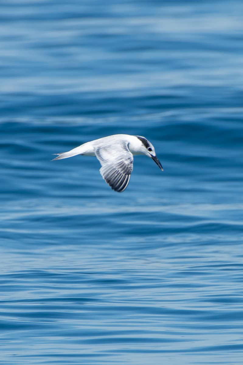 Sandwich Tern - ML610253334