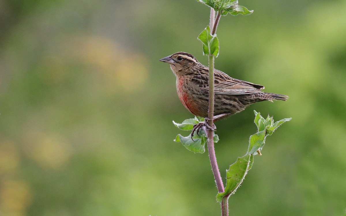 White-browed Meadowlark - ML610253349