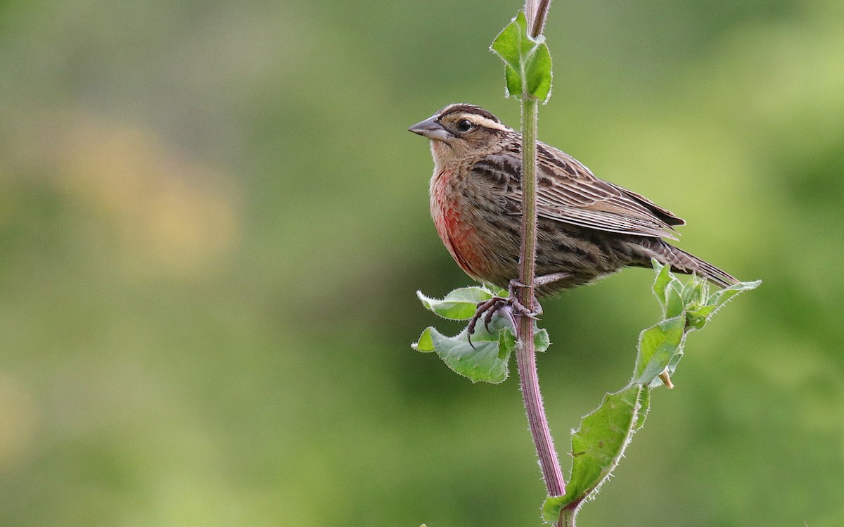 White-browed Meadowlark - ML610253350