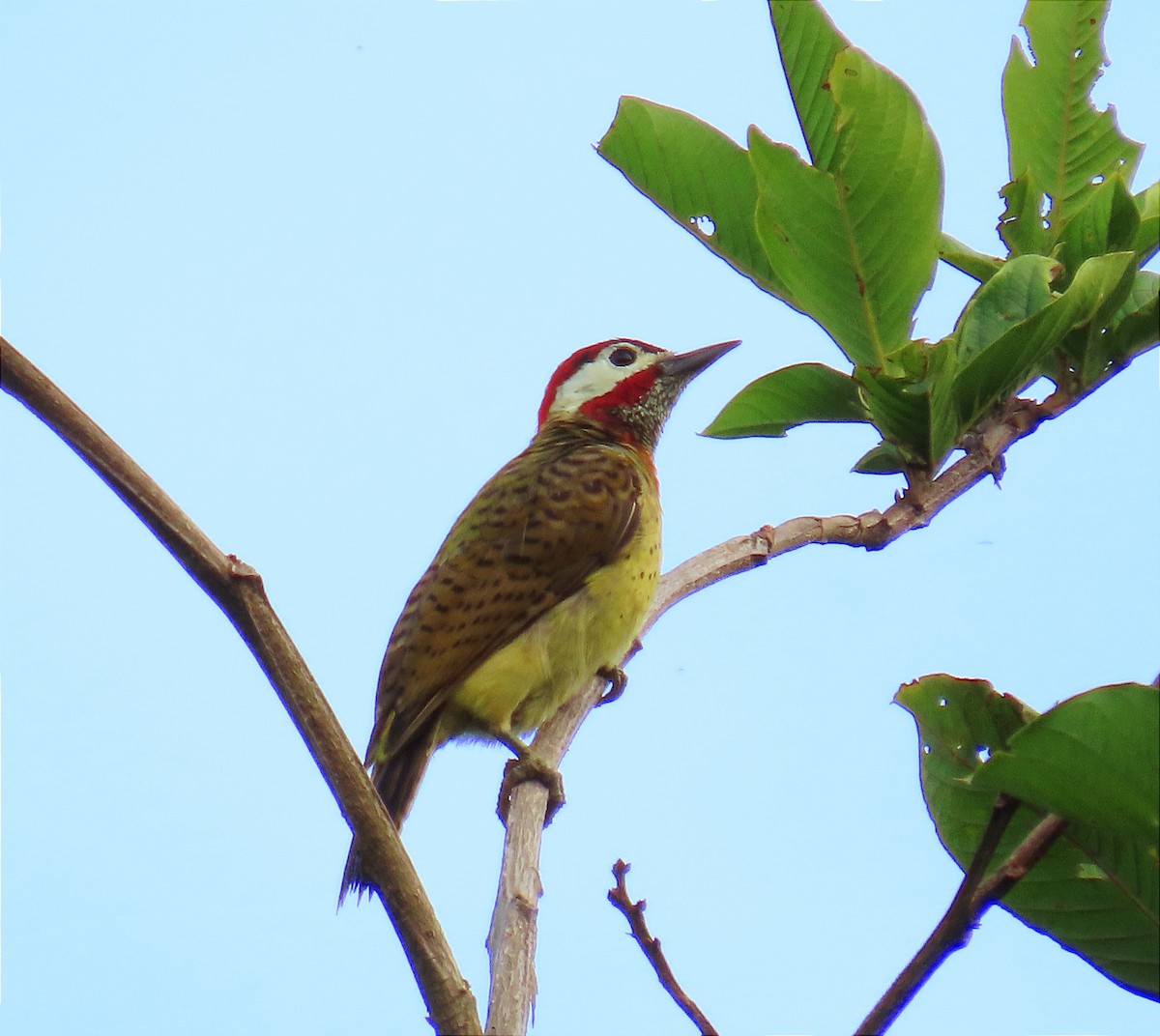 Spot-breasted Woodpecker - ML610253365