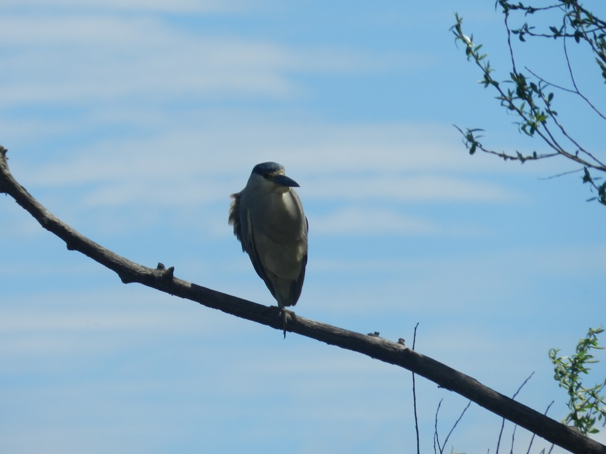 Black-crowned Night Heron - Filippo Riffaldi