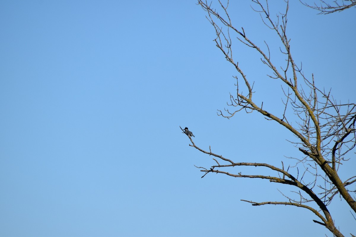 Belted Kingfisher - Raina Challe