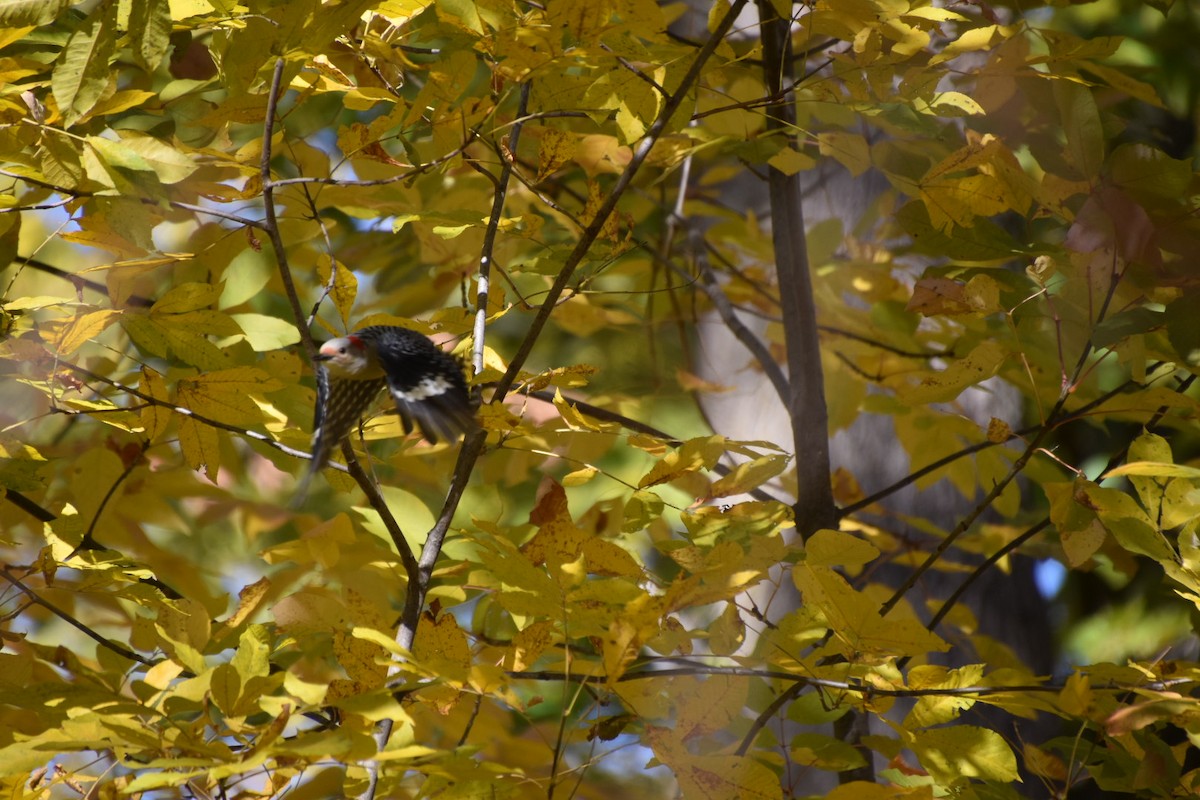 Red-bellied Woodpecker - ML610253400