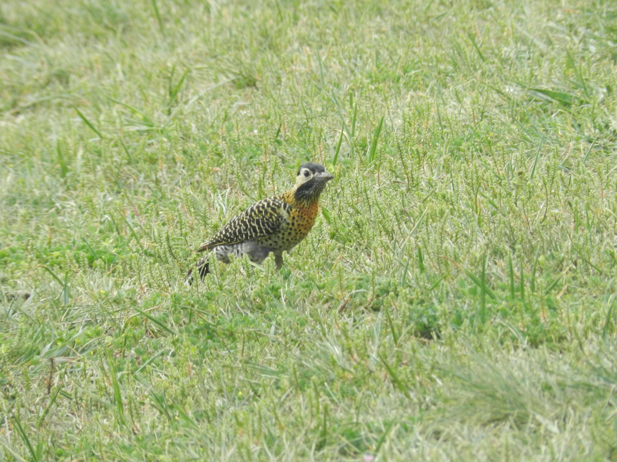 Green-barred Woodpecker - Filippo Riffaldi