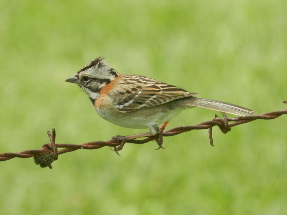Rufous-collared Sparrow - Filippo Riffaldi