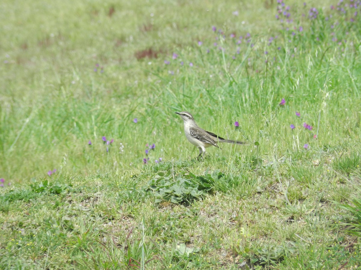 Chalk-browed Mockingbird - ML610253468