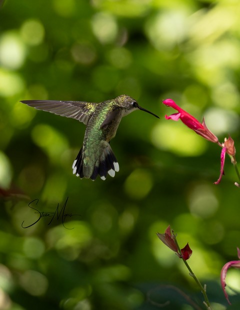 Ruby-throated Hummingbird - ML610253475