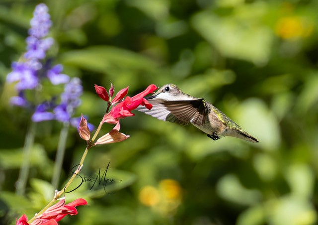 Ruby-throated Hummingbird - ML610253477