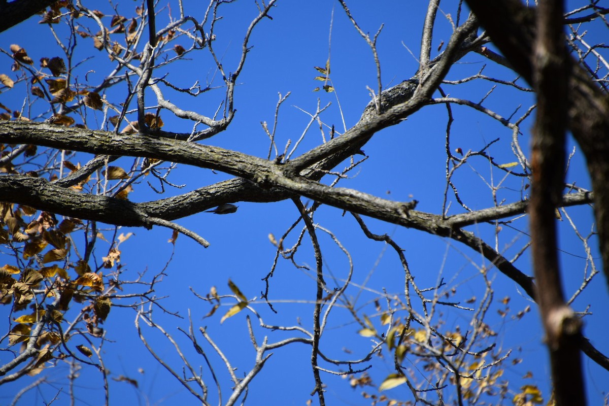 Brown Creeper - ML610253506