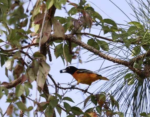 Baltimore Oriole - ML610253507