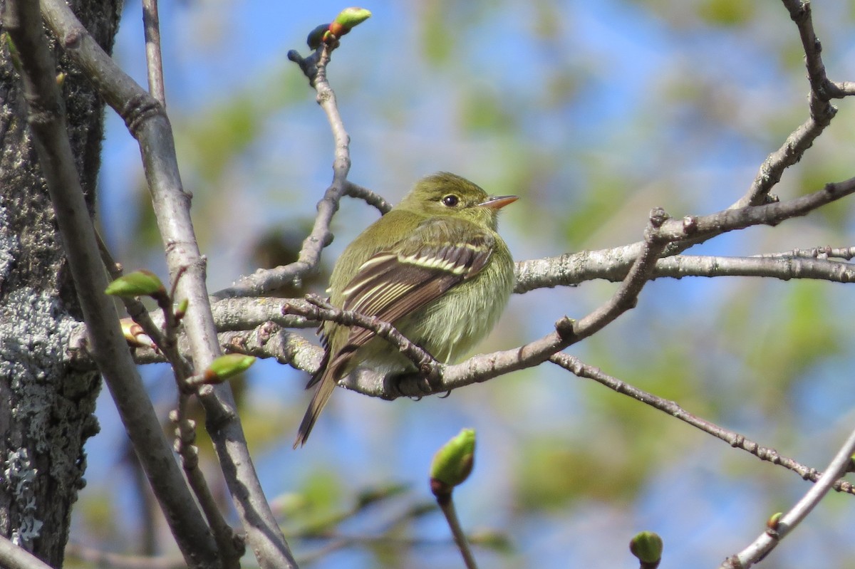 Yellow-bellied Flycatcher - ML61025351