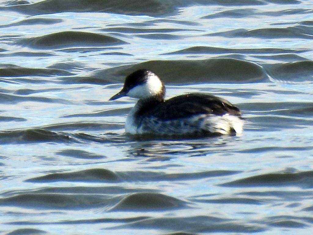 Horned Grebe - Andy Todd