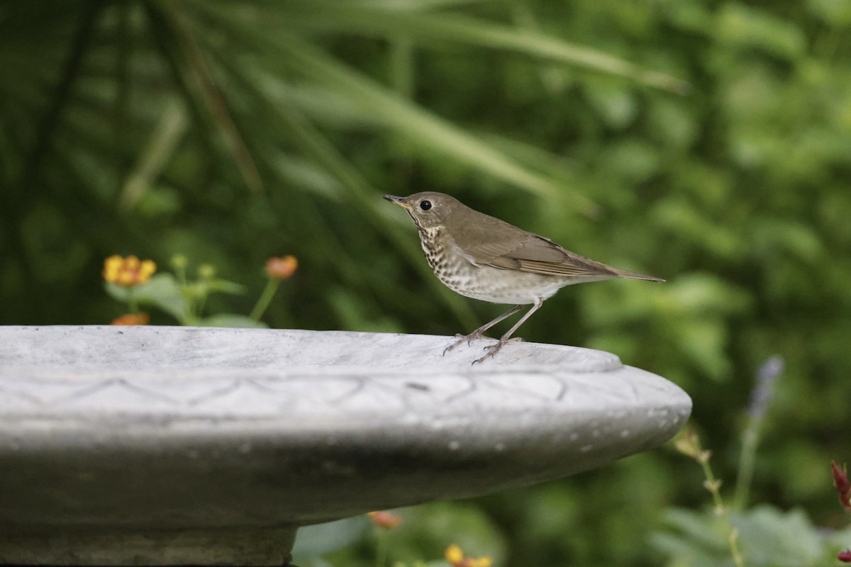 Swainson's Thrush - ML610253520