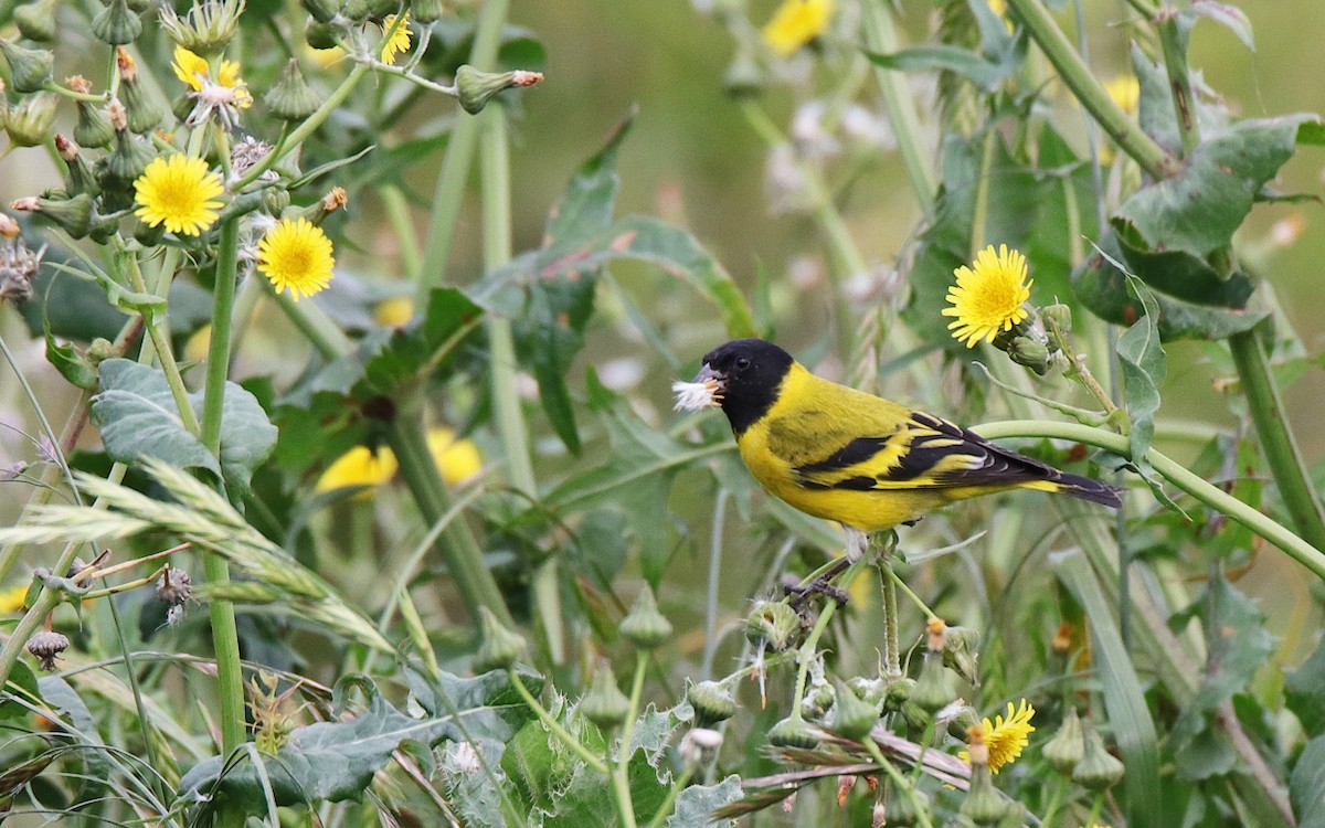 Hooded Siskin - ML610253593