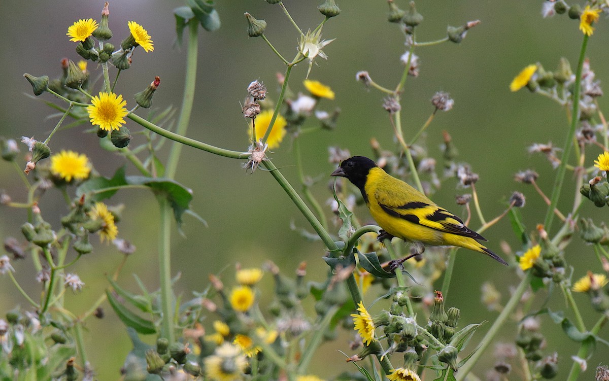 Hooded Siskin - ML610253594