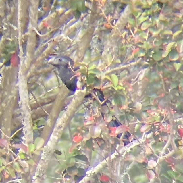 Groove-billed Ani - ML610253657