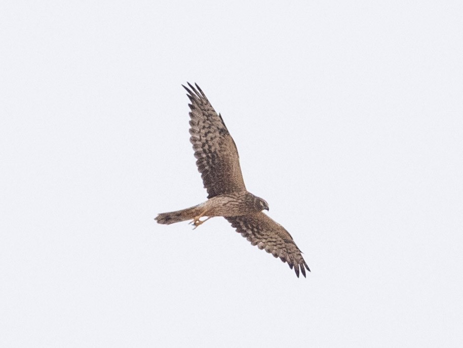 Pallid Harrier - Angus Wilson