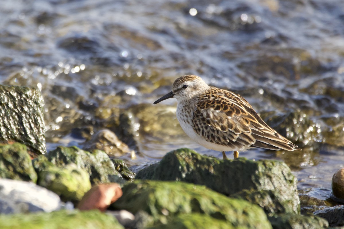 Least Sandpiper - ML610253824