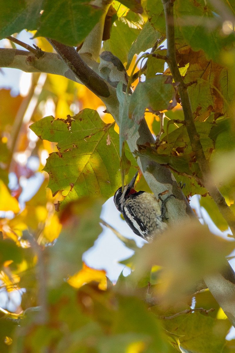 Yellow-bellied Sapsucker - ML610253839