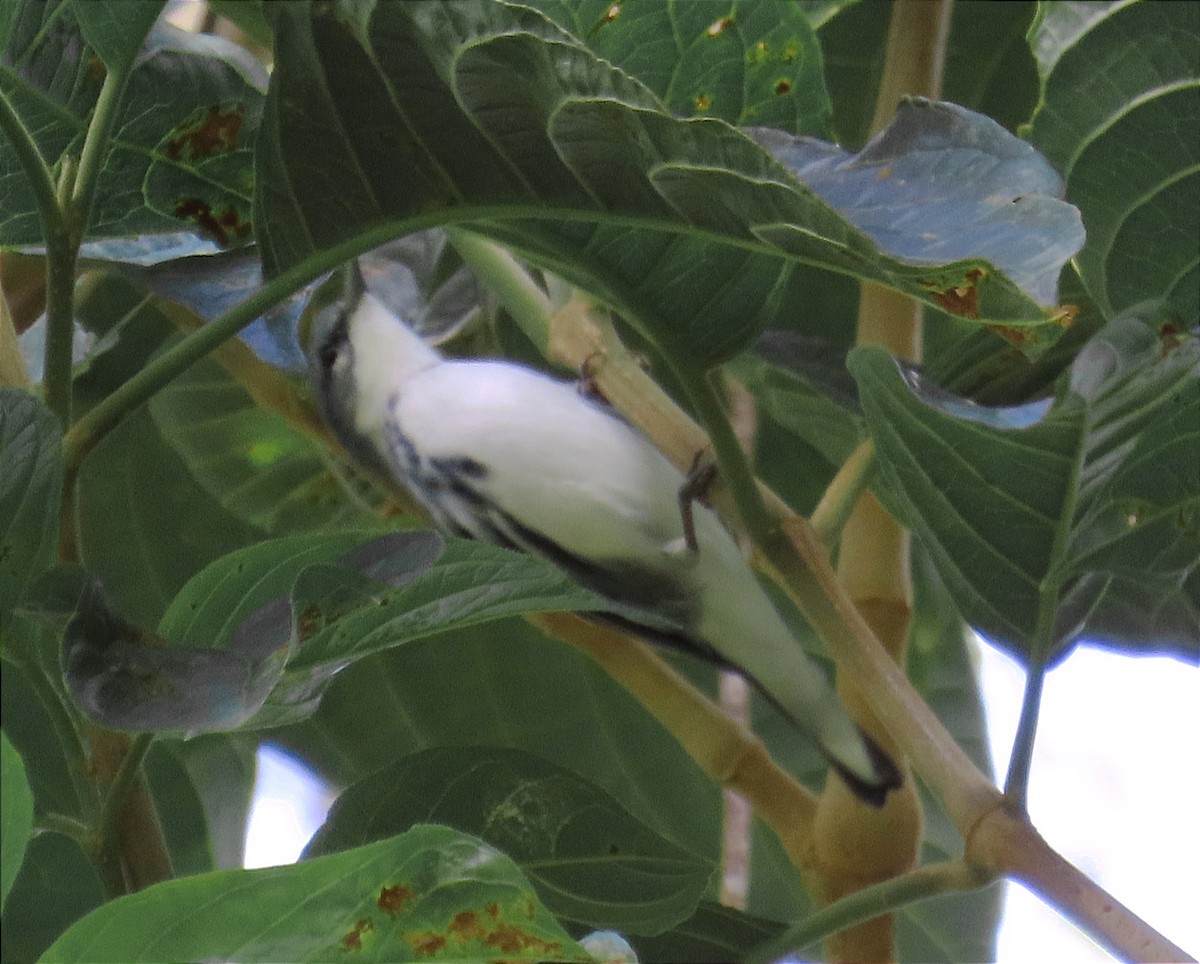 Cerulean Warbler - ML610253884