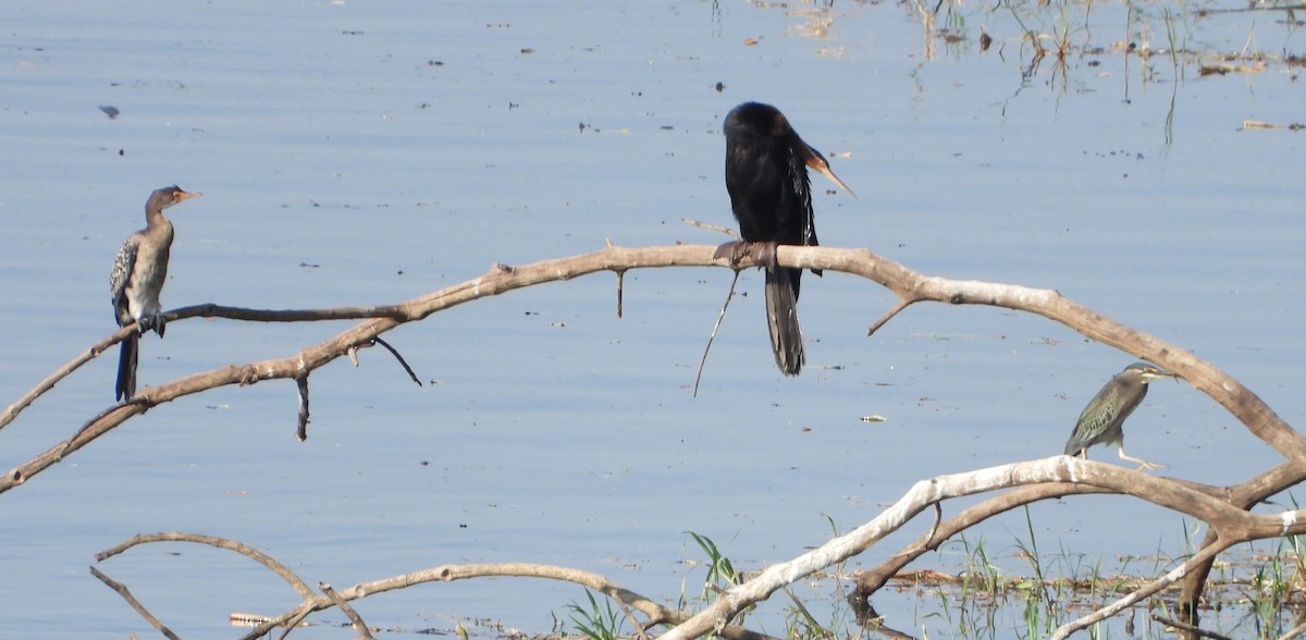 anhinga africká - ML610253894