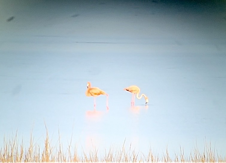 American Flamingo - Rebekah Rylander