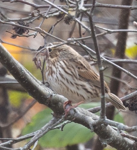 Savannah Sparrow - ML610253912