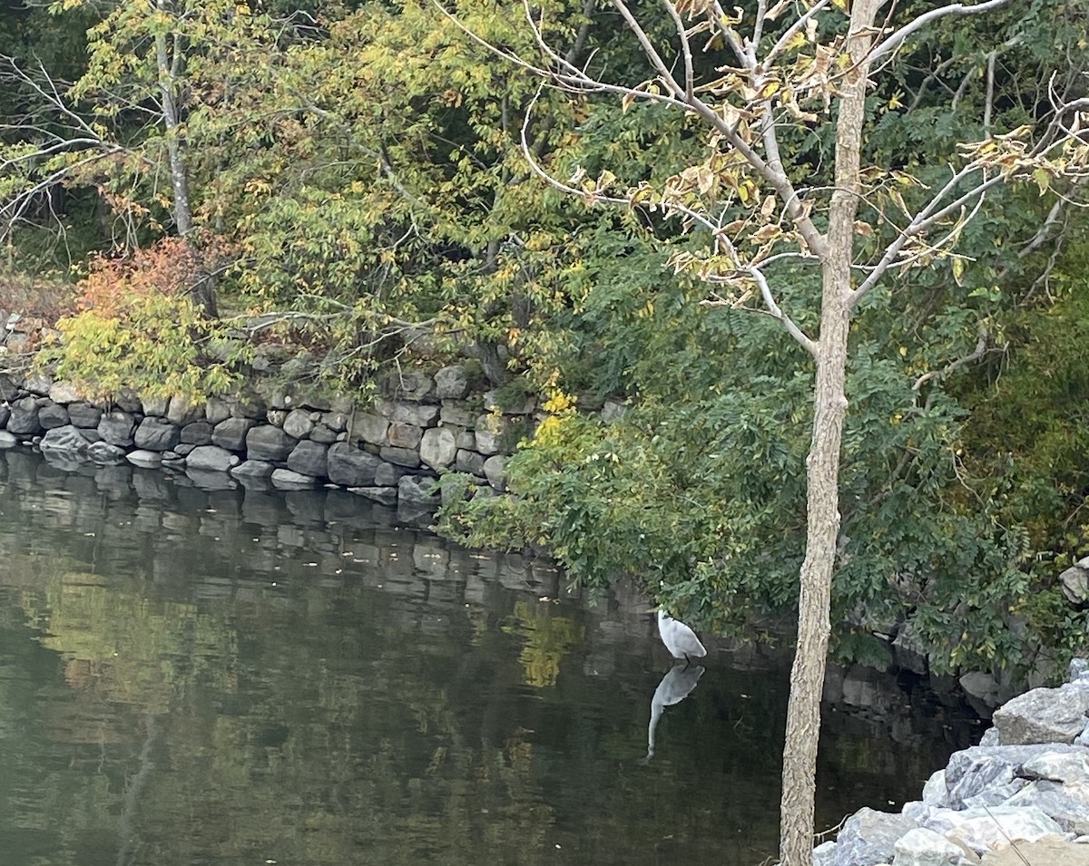 Great Egret - ML610253917