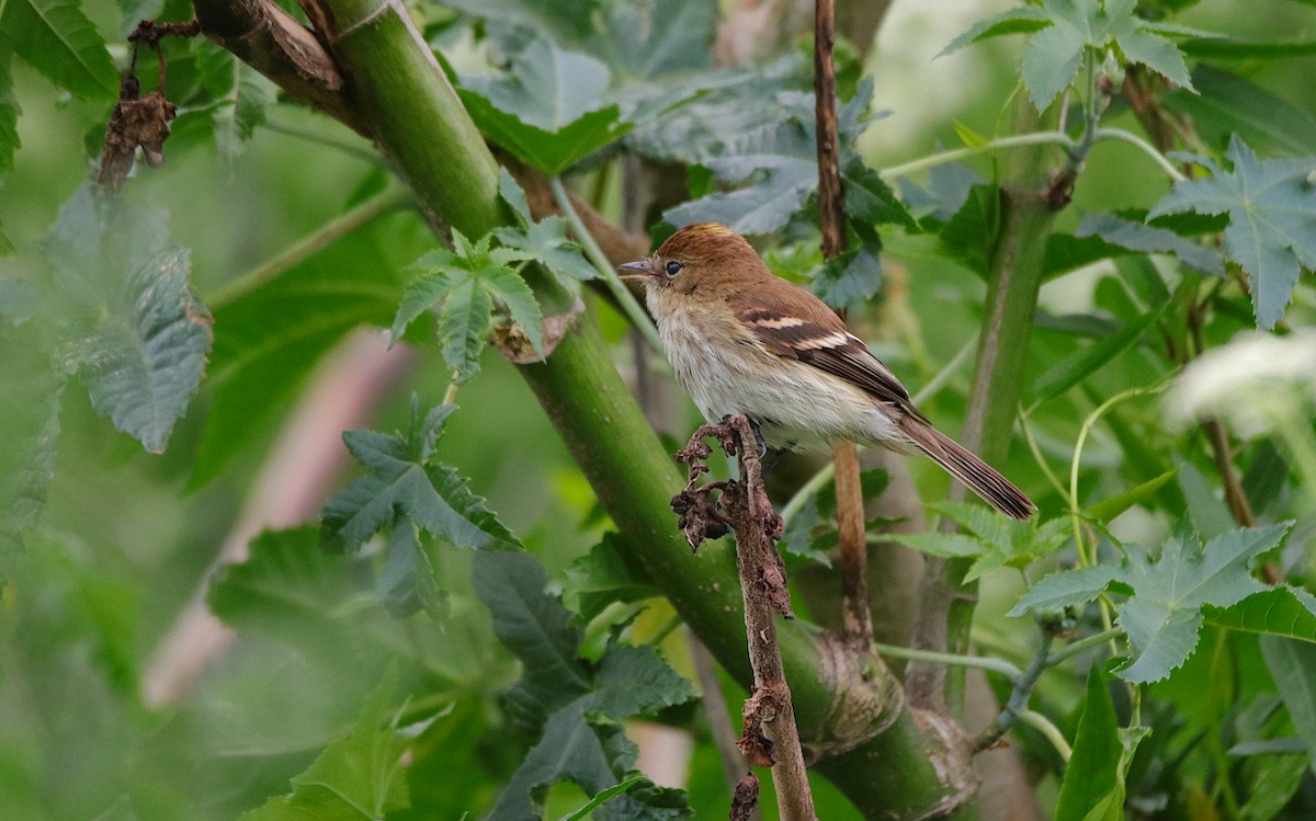 Bran-colored Flycatcher - Diego Trillo