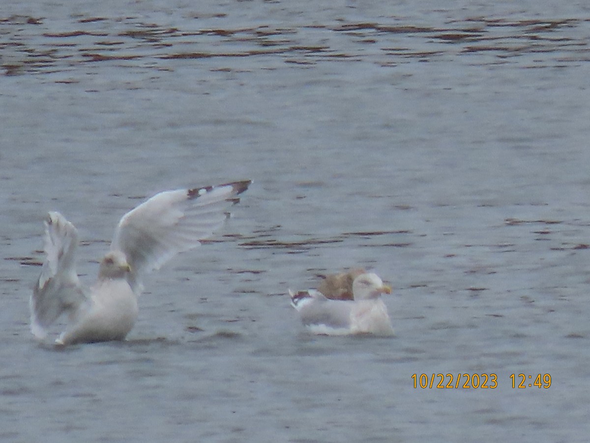 Herring Gull - ML610254028