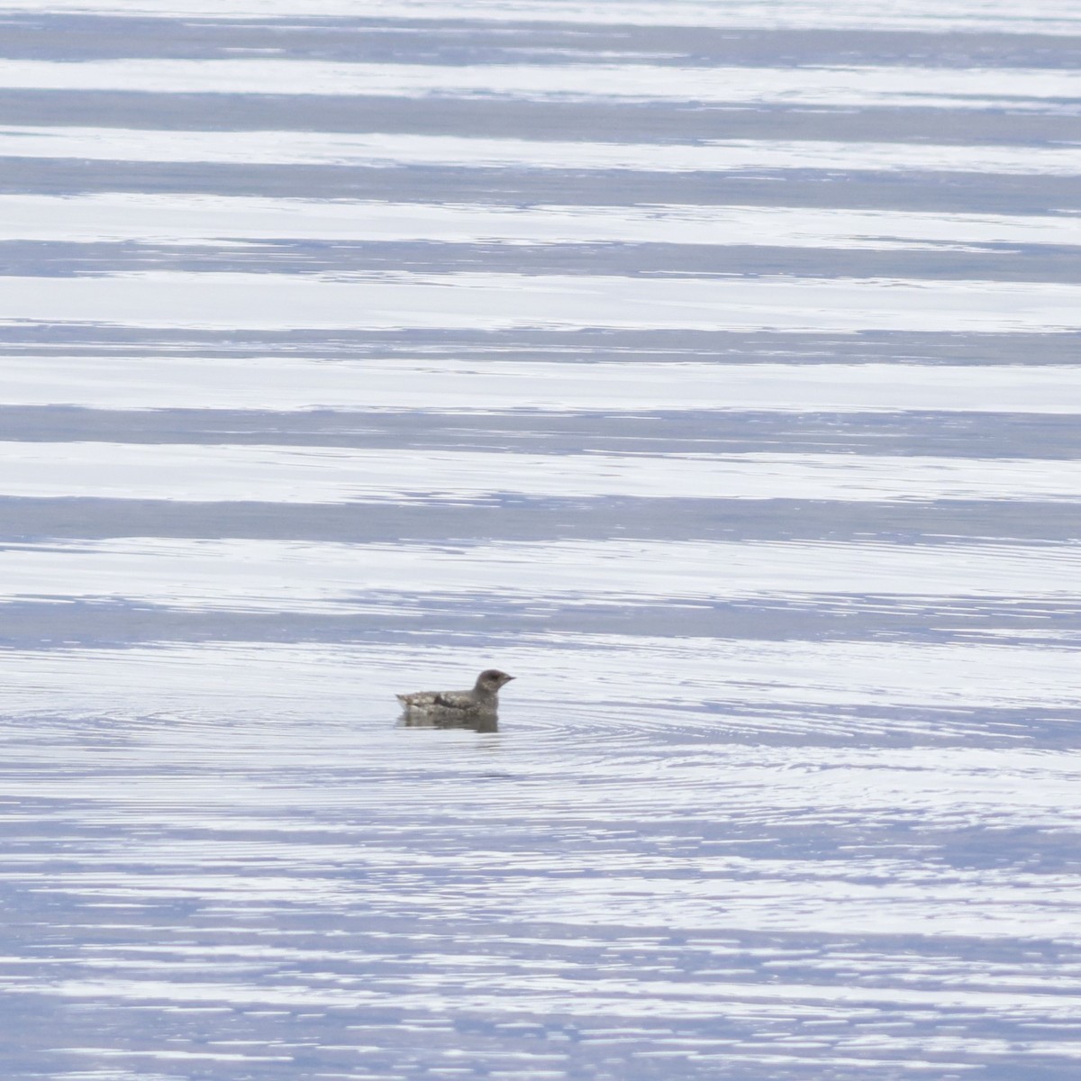 Kittlitz's Murrelet - ML610254030